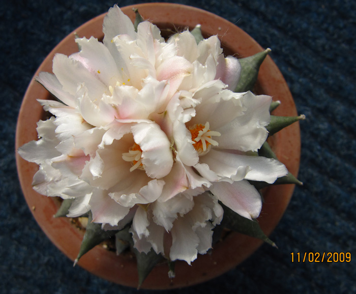 Ariocarpus retusus in flower